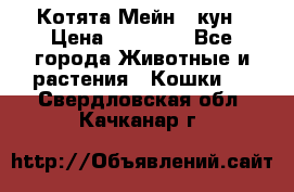 Котята Мейн - кун › Цена ­ 19 000 - Все города Животные и растения » Кошки   . Свердловская обл.,Качканар г.